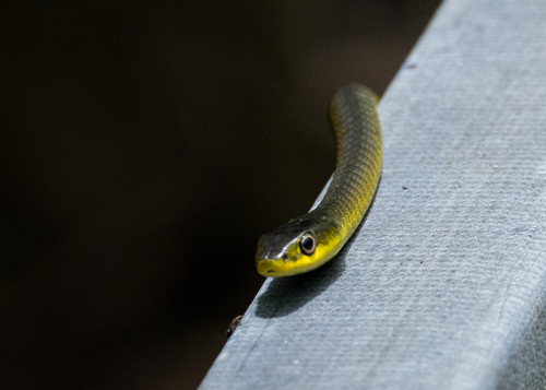 Common Tree Snake sighting