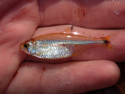 Tetra (Odontostilbe pequira) — Characidae — 2