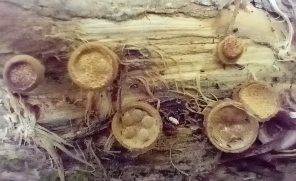 Crucibulum simile · February 2025 · photo: © john_barkla (iNaturalist, cc0)