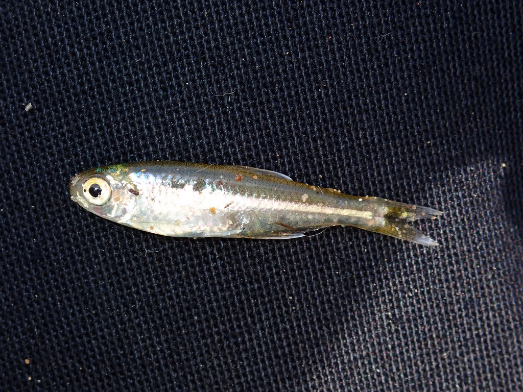 Dawn Tetra