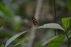 Mechanitis polymnia lycidice