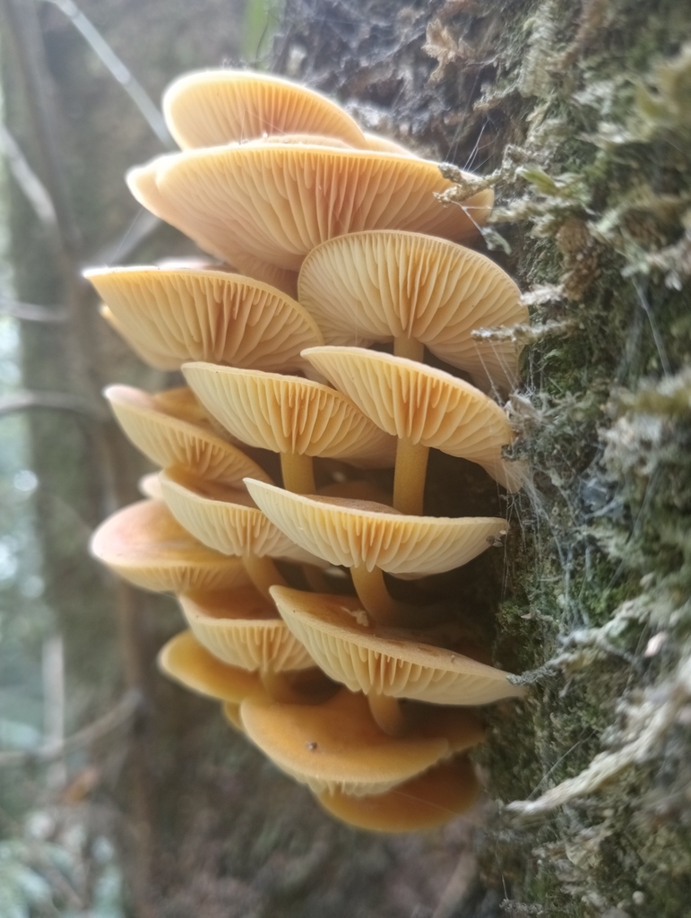 Flammulina velutipes · February 2025 · photo: © john_barkla (iNaturalist, cc0)