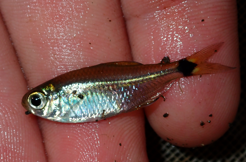 Paraguay tetra (Odontostilbe paraguayensis) — Characidae