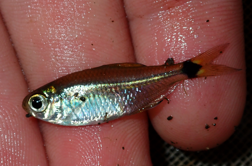 Paraguay tetra (Odontostilbe paraguayensis) — Characidae