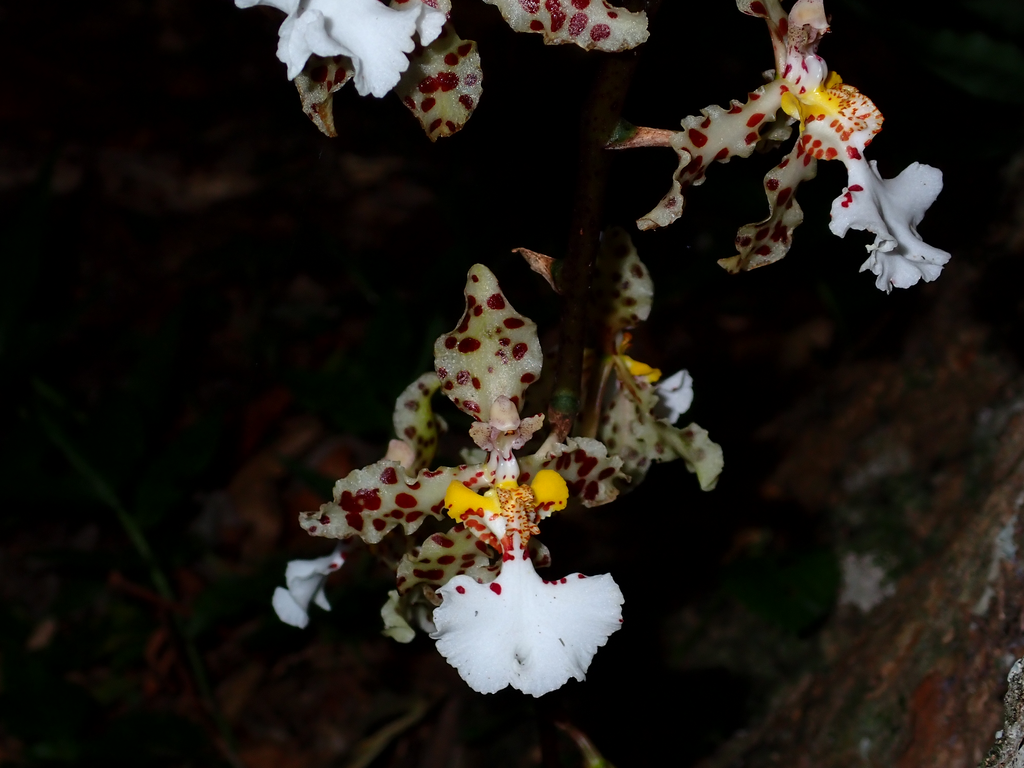 Trichocentrum jonesianum