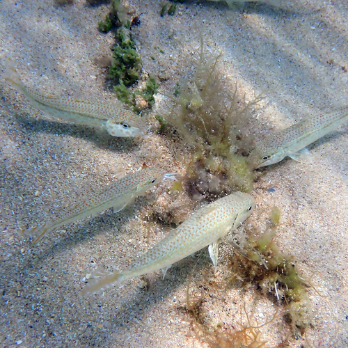 Francis' goatfish (Upeneus francisi) — Mullidae — 3