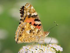 Vanessa cardui