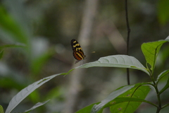 Mechanitis polymnia lycidice