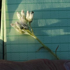 Antennaria rosea