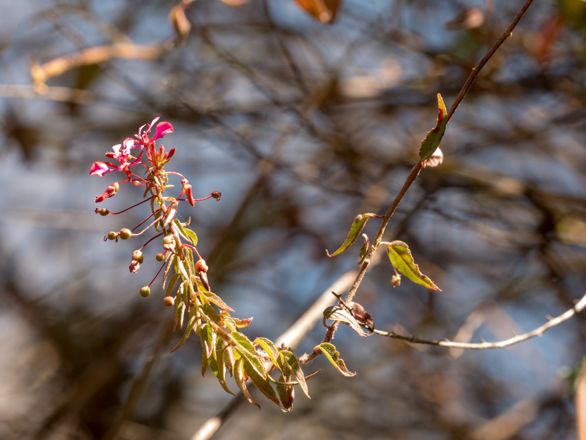 Imagem de Flor-de-beijo
