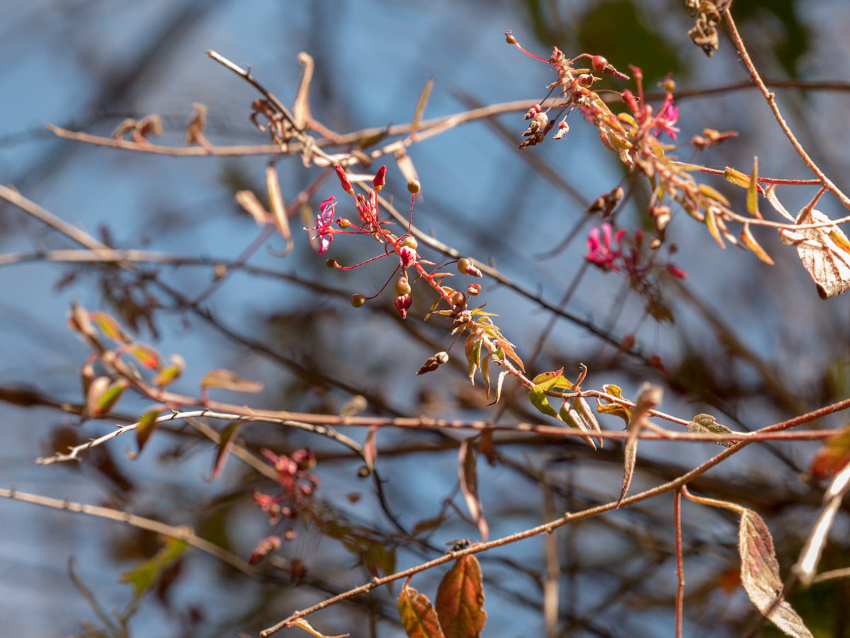 Imagem de Flor-de-beijo