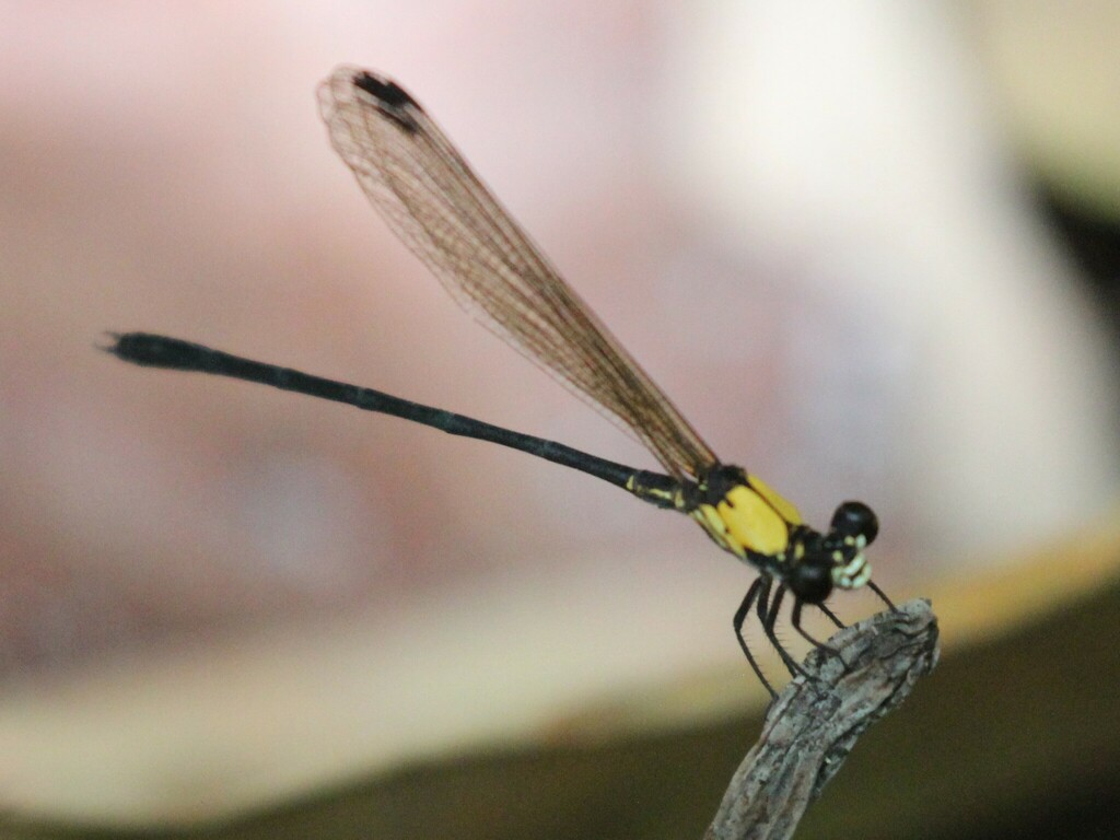 Miocora notoxantha