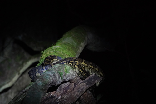 Coastal Carpet Python sighting