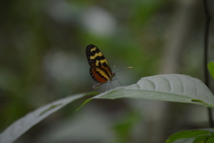 Mechanitis polymnia lycidice