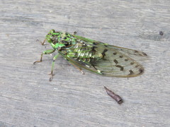Tanna infuscata