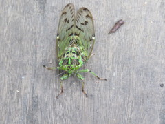Tanna infuscata