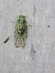 Tanna infuscata