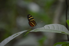 Mechanitis polymnia lycidice