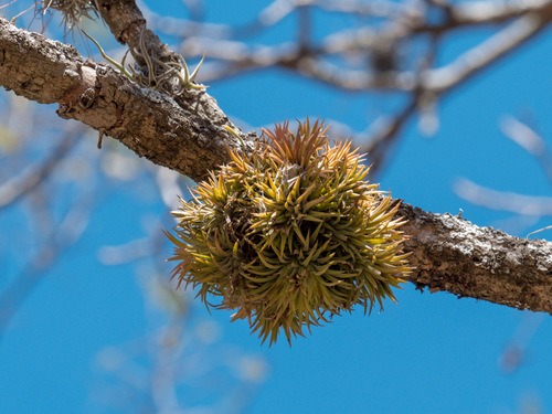 Foto de Cabelo de louco