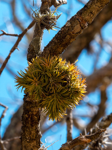 Foto de Cabelo de louco