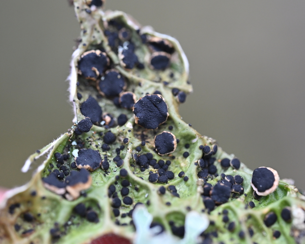 Plectocarpon lichenum