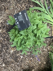 Salvia × sylvestris
