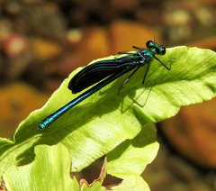 Calopteryx virgo