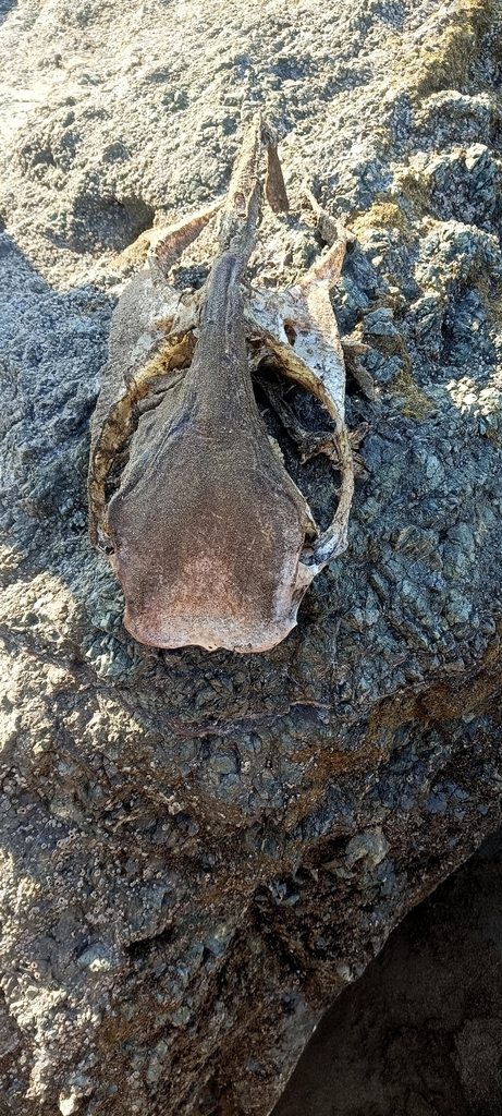 Golden Cownose Ray in January 2025 by josh · iNaturalist