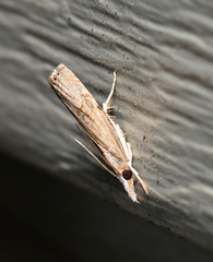 Parapediasia teterrellus