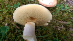 Suillus flavidus