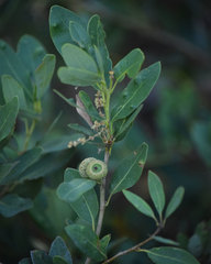 Quercus vacciniifolia