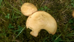Suillus flavidus