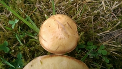 Suillus flavidus
