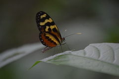 Mechanitis polymnia lycidice