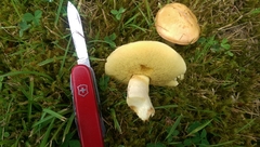 Suillus flavidus