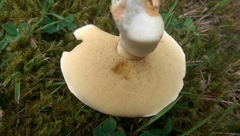 Suillus flavidus