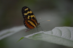 Mechanitis polymnia lycidice