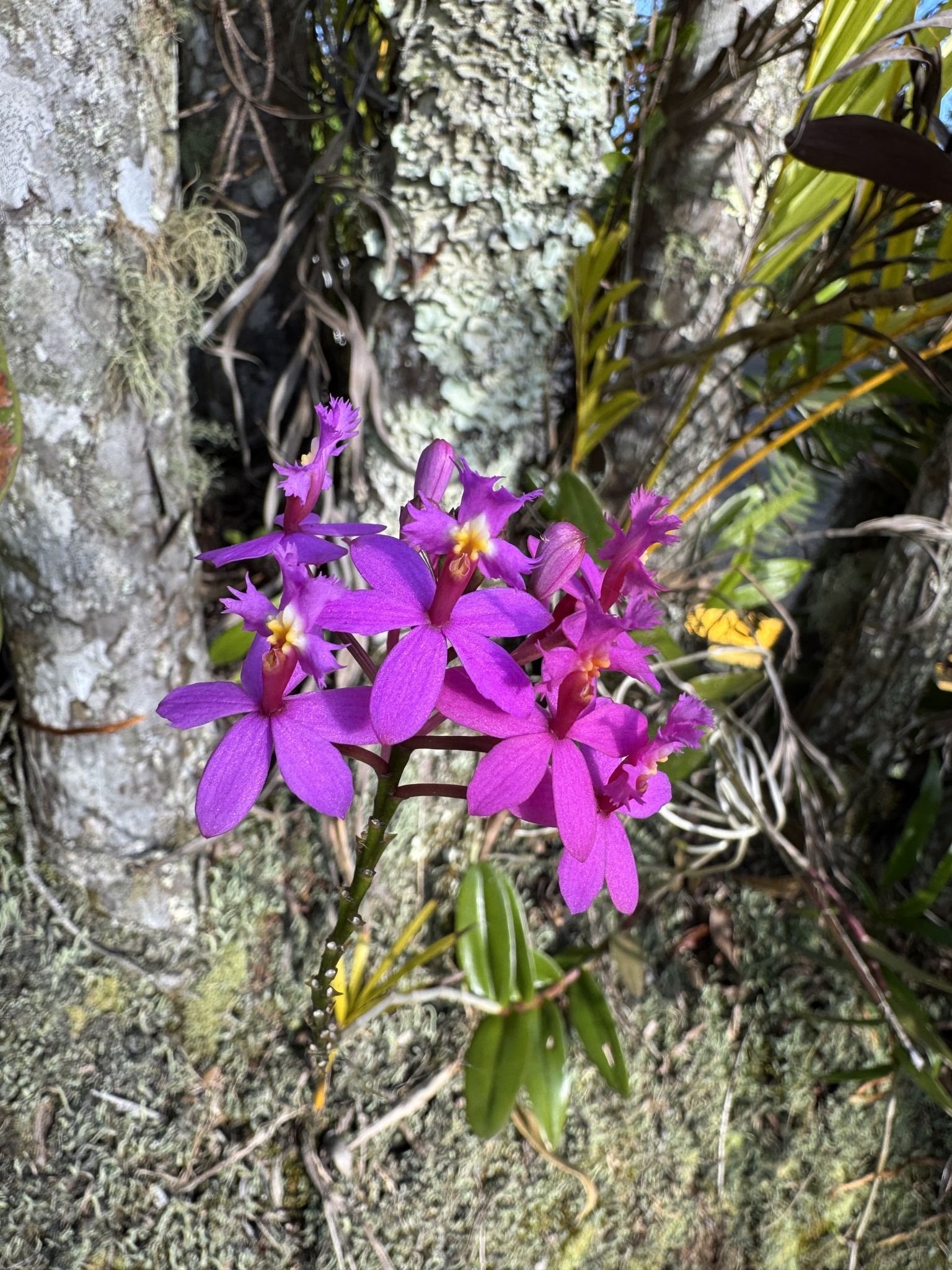 Imagem de Orquídea-rabo-de-gato