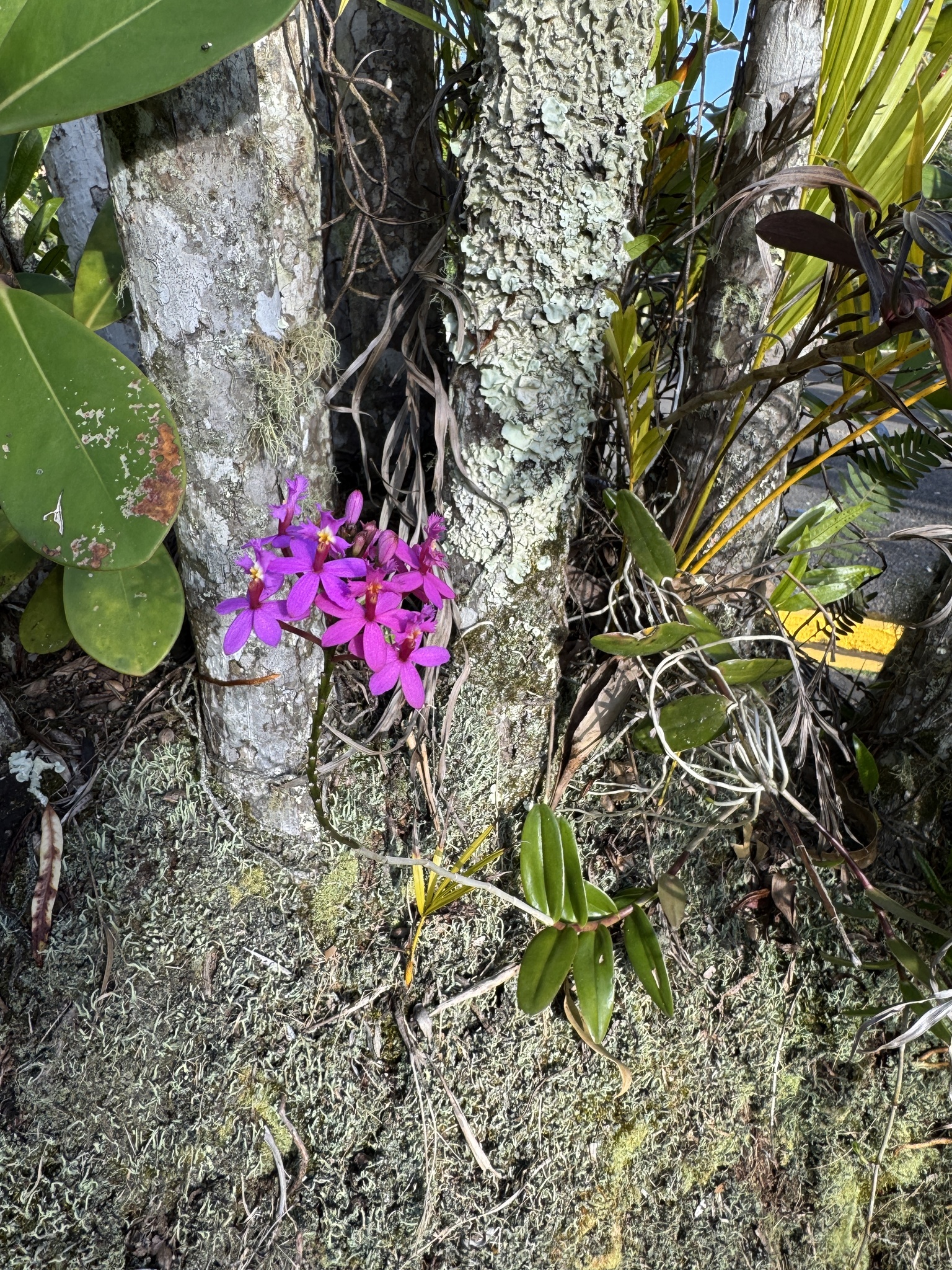 Imagem de Orquídea-rabo-de-gato