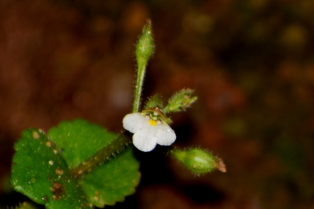Yamazakia viscosa