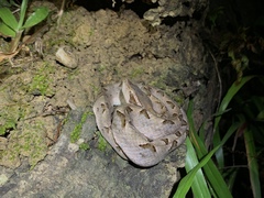 Calloselasma rhodostoma