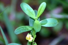 Polygala arvensis