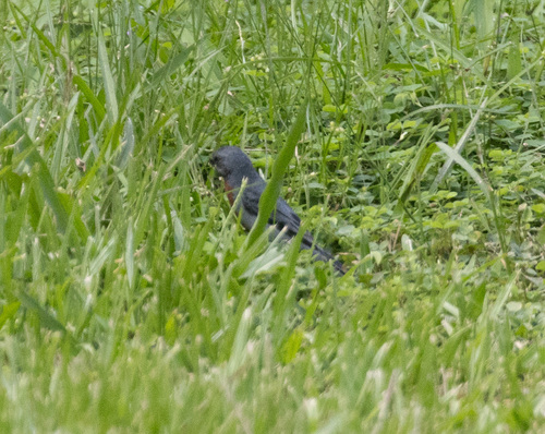 Chestnut-bellied Seedeater (Sporophila castaneiventris), photo 6