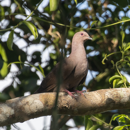 Ruddy Pigeon (Patagioenas subvinacea), photo 8