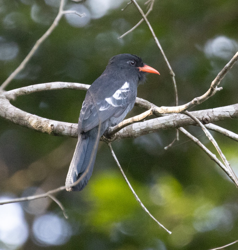 Black Nunbird (Monasa atra), photo 5