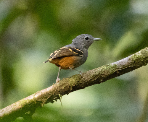 Rufous-bellied Antwren (Isleria guttata), photo 2
