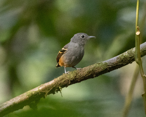 Rufous-bellied Antwren (Isleria guttata), photo 3