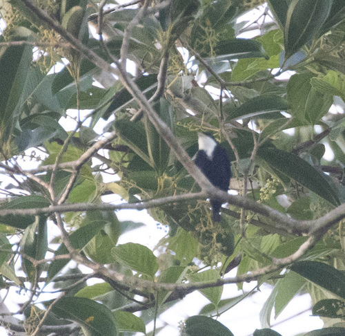 White-throated Manakin (Corapipo gutturalis), photo 8