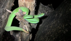 Trimeresurus macrops