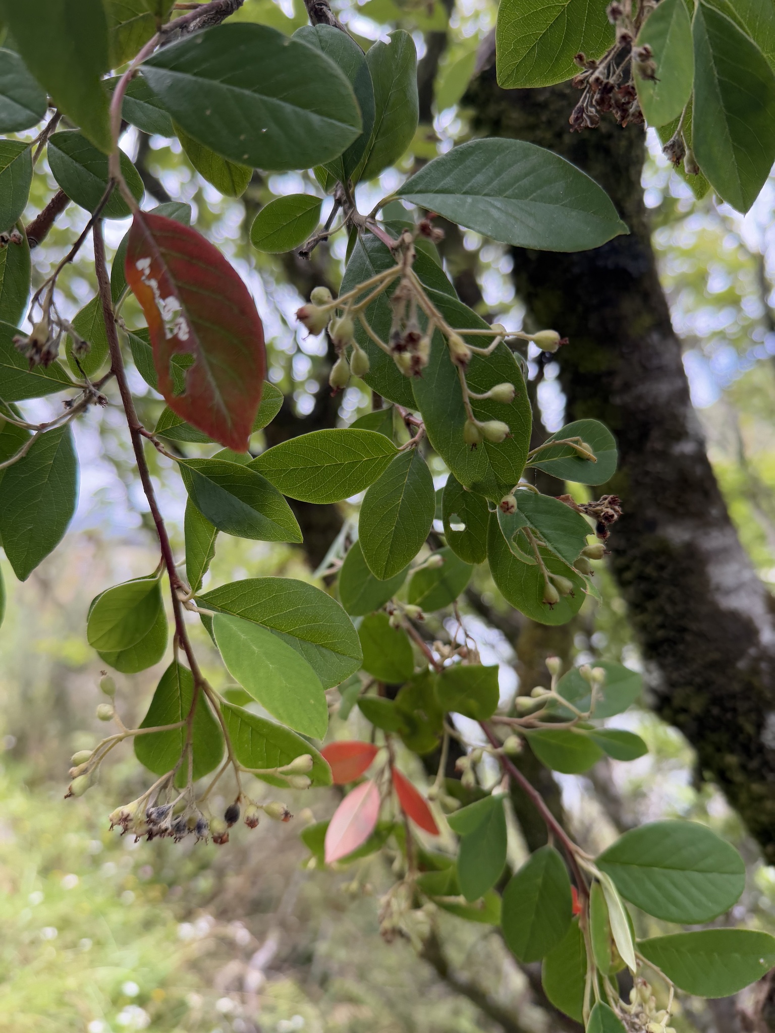 Imagem de Cotoneaster